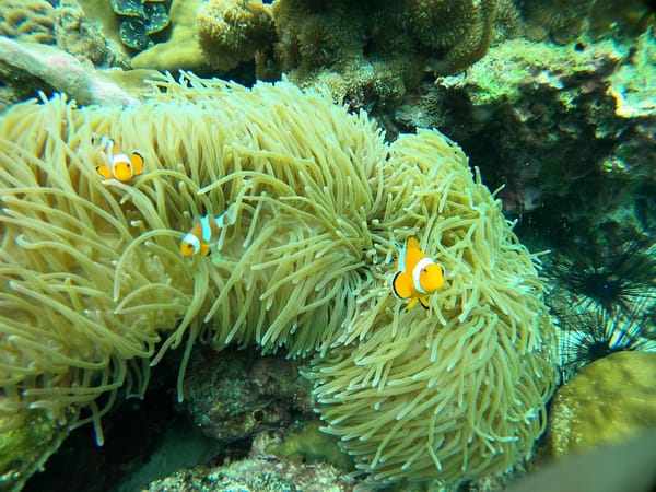 Pic - One Day Trip - Phi Phi Cruiser - Best Phuket Travel (2)