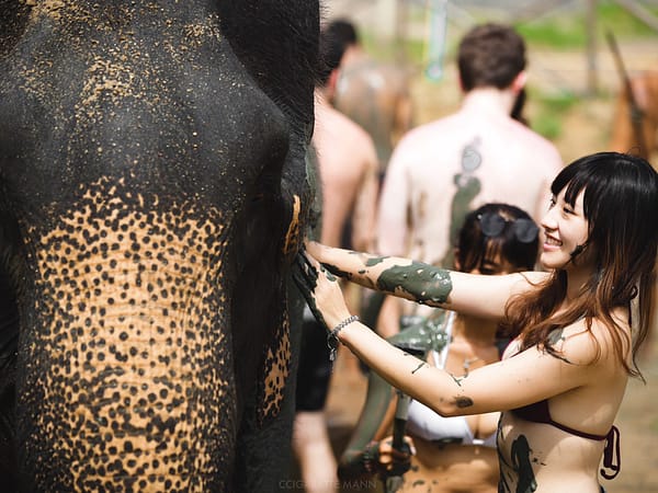 Pic - Elephant Jungle Santaury Phuket - Best Phuket Travel (2)