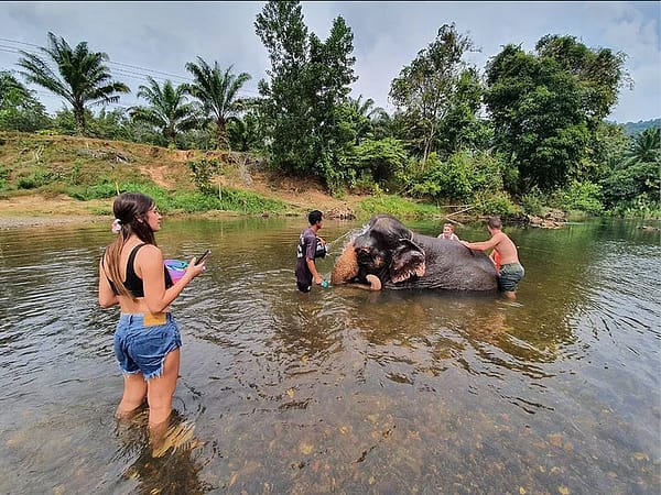 Pic - Elephant Bathing 1 - Khaosok Discovery - Best Phuket Travel