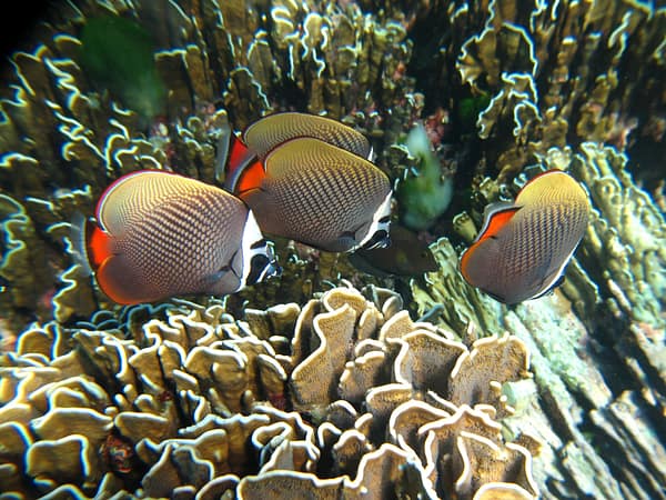Pic - Similan Islands - SAWANU (1) - Best Phuket Travel