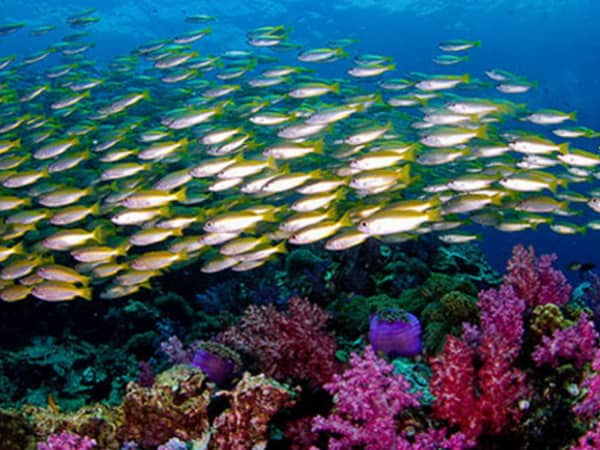 Pic - All4Diving 5 - Best Phuket Travel