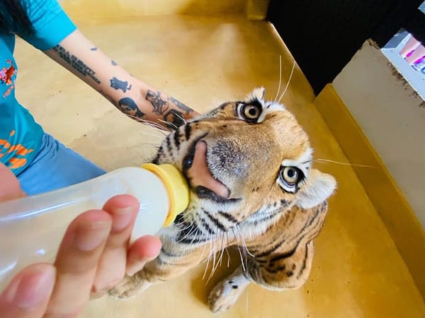 Pic - City Tour - Tiger 2 - Chummy - Best Phuket Travel