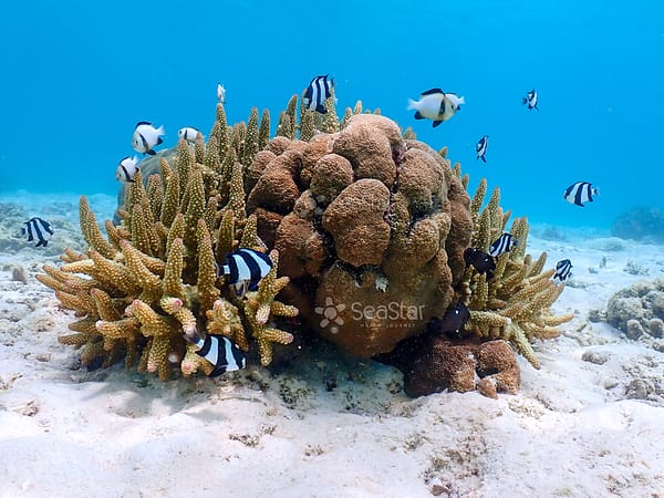 Pic - Surin Day Trip - Sea Star - Best Phuket Travel (8)