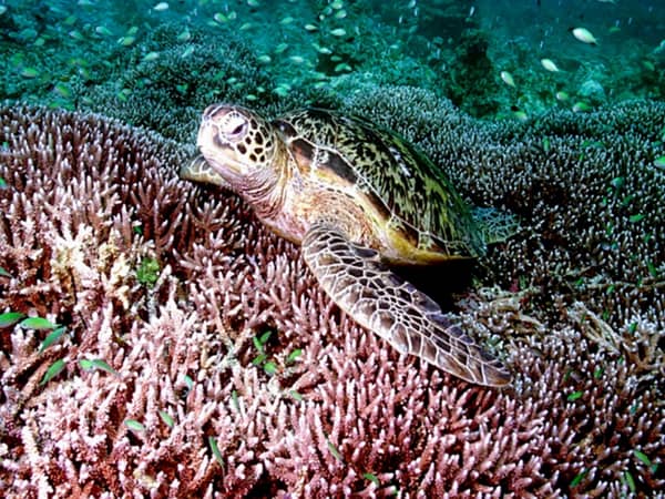 Pic - All4Diving 7 - Best Phuket Travel