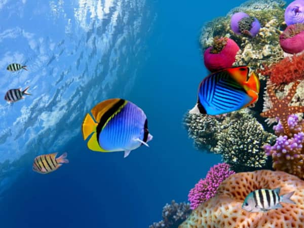 Pic - All4Diving 2 - Best Phuket Travel