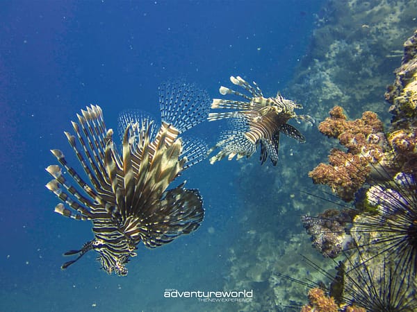 Pic - Phi Phi - Siam Adventure World - Best Phuket Travel 6
