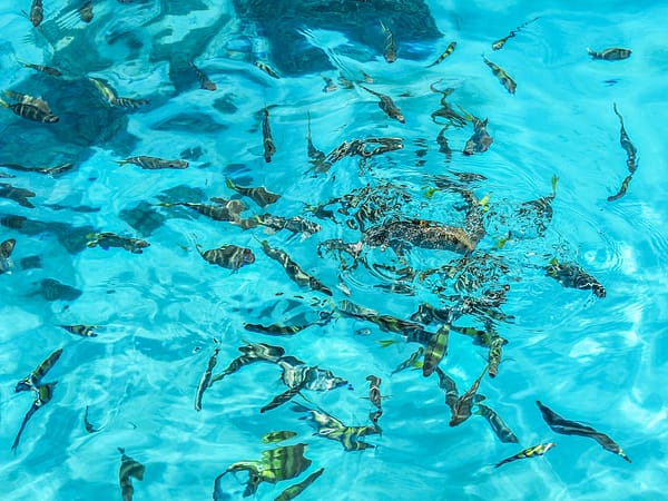 Pic - Nikorn Marine - Racha Island - Best Phuket Travel (1)