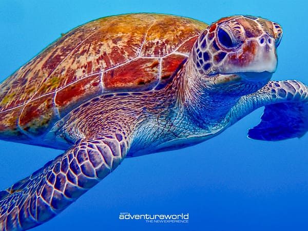 Pic - Similan - Siam Adventure World - Best Phuket Travel 6
