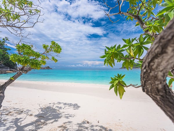 Pic - Similan Islands - Sea Star - New (4) - Best Phuket Travel