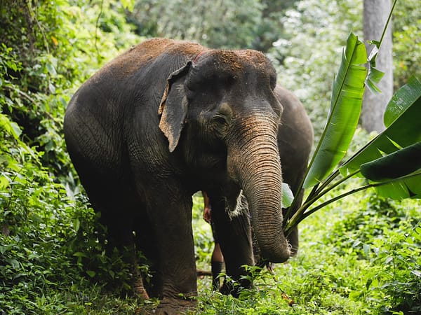 Pic - Elephant Jungle Santaury Phuket - Best Phuket Travel (4)