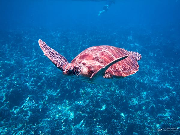 Pic - Similan Day Trip - Wow Andaman - Best Phuket Travel (6)