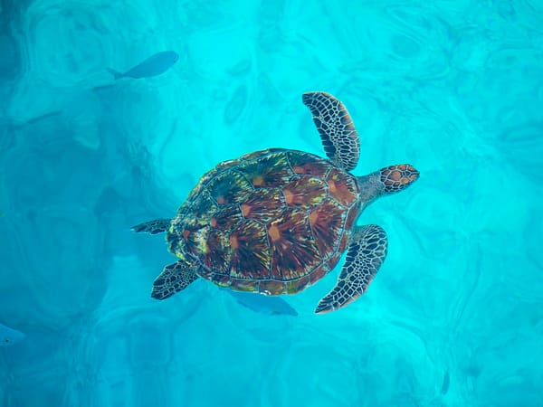 Pic - Similan Islands - SAWANU (5) - Best Phuket Travel