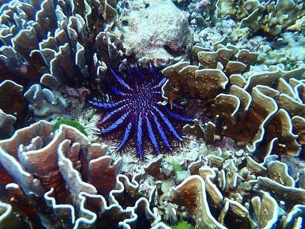 Pic - Wow Andaman - Similan Island (6) - Best Phuket Travel