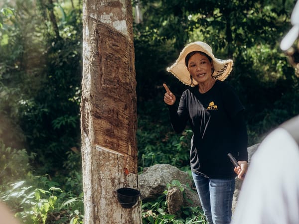 Pic - Rubber Tapping Demo - Bukit Elephant Park - Best Phuket Travel