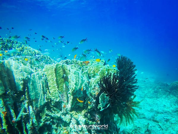 Pic - Similan - Siam Adventure World - Best Phuket Travel 7