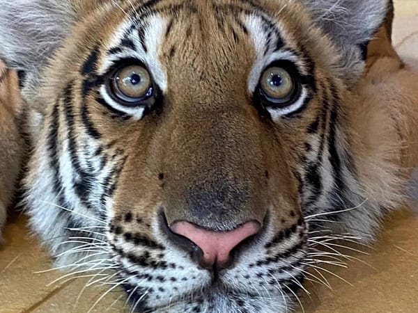 Pic - City Tour - Tiger 1 - Chummy - Best Phuket Travel
