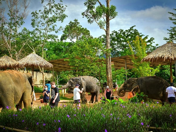Pic - Elephant Jungle Santaury Phuket - Best Phuket Travel (11)