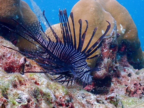 Pic - Surin Day Trip - Sea Star - Best Phuket Travel (7)