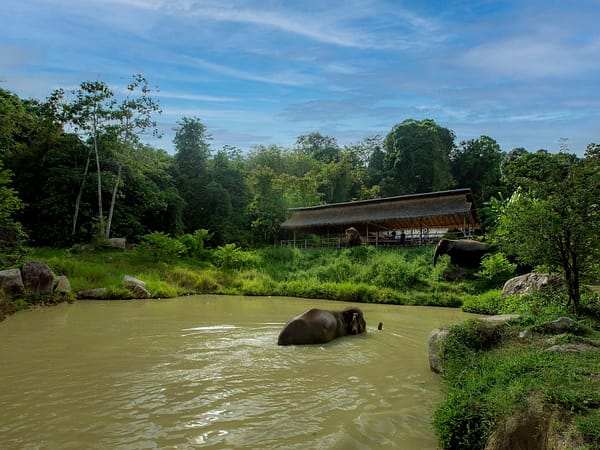 Pic - Dining - Bukit Elephant Park - Best Phuket Travel