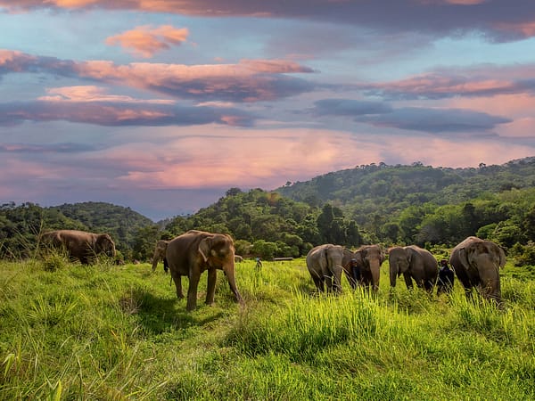 Pic - Bukit Elephant Park 1 - Best Phuket Travel