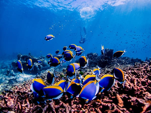Pic - Similan Day Trip - Wow Andaman - Best Phuket Travel (5)
