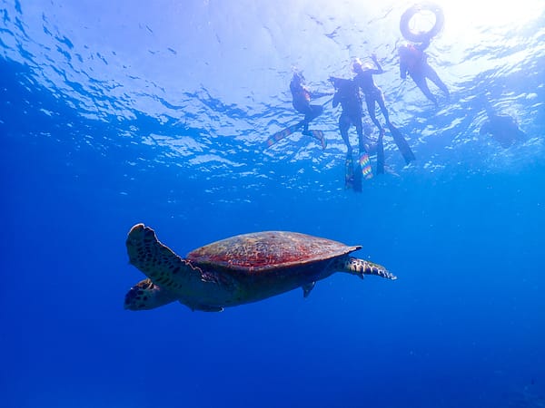 Pic - Surin 3D 2N - Sea Star - Best Phuket Travel (4)