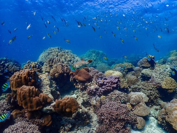 Pic - Surin 3D 2N - Sea Star - Best Phuket Travel (5)